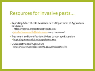 Resources for invasive pests…
• Reporting & fact sheets: Massachusetts Department ofAgricultural
Resources
• https://massnrc.org/pests/pestreports.htm
• jennifer.forman-orth@state.ma.us –very responsive!
• Treatment and identification: UMass Landscape Extension
• https://ag.umass.edu/landscape/fact-sheets
• US Department ofAgriculture
• https://www.invasivespeciesinfo.gov/us/massachusetts
 