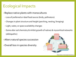 Ecological Impacts
•Replace native plants with monocultures
• Loss of preferred or ideal food source (birds, pollinators)
• Changes in plant structure and height (perching, nesting, foraging)
• Light, water, or space availability changes
• Some alter soil chemistry & inhibit growth of natives & mycorrhizal networks
(allelopathic)
•Alters natural species succession
•Overall loss in species diversity
https://www.invasivespeciescentre.ca
 