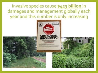 Invasive species cause $423 billion in
damages and management globally each
year and this number is only increasing
 
