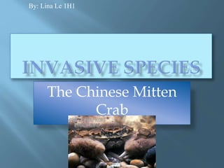The Chinese Mitten
Crab
By: Lina Le 1H1
 