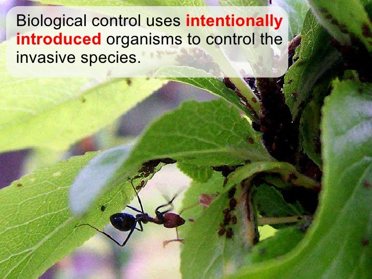 Introduction Of Invasive Species