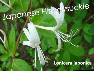 Japanese Honeysuckle Lonicera japonica 