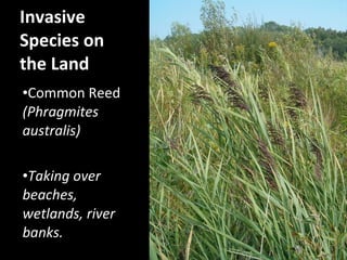 Invasive Reeds From Australia Invasive species | PPT