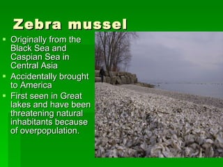 Zebra mussel Originally from the Black Sea and Caspian Sea in Central Asia  Accidentally brought to America  First seen in Great lakes and have been threatening natural inhabitants because of overpopulation. 
