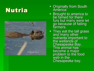 Nutria Originally from South America  Brought to america to be famed for there furs but many were let go because of failing farmers. They eat the tall grass and many other nutrients important to the wetlands of Chesapeake Bay. This animal has become a major problem to the food web in the Chesapeake bay. 