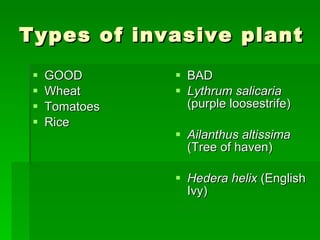 Types of invasive plant GOOD Wheat Tomatoes Rice BAD Lythrum salicaria  (purple loosestrife) Ailanthus altissima  (Tree of haven) Hedera helix  (English Ivy) 