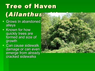 Tree of Haven ( Ailanthus altissima  ) Grows In abandoned alleys Known for how quickly trees are formed and size of growth Can cause sidewalk damage or can even emerge from already cracked sidewalks 