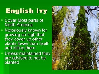 English Ivy Cover Most parts of North America Notoriously known for growing so high that they cover up other plants lower than itself and killing them Unless maintained they are advised to not be planted 