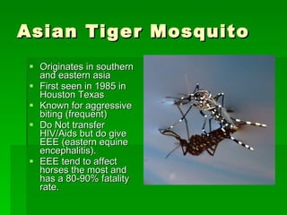 Asian Tiger Mosquito Originates in southern and eastern asia First seen in 1985 in Houston Texas Known for aggressive biting (frequent) Do Not transfer HIV/Aids but do give EEE (eastern equine encephalitis). EEE tend to affect horses the most and has a 80-90% fatality rate. 