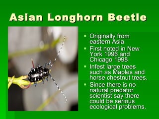Asian Longhorn Beetle Originally from eastern Asia  First noted in New York 1996 and Chicago 1998 Infest large trees such as Maples and horse chestnut trees. Since there is no natural predator scientist say there could be serious ecological problems. 