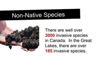 Non-Native SpeciesNon-Native Species
There are well over
3000 invasive species
in Canada. In the Great
Lakes, there are over
185 invasive species.
 