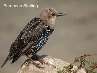 European Starling
 