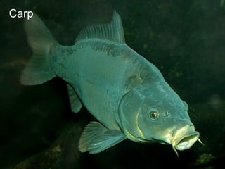 Carp
 