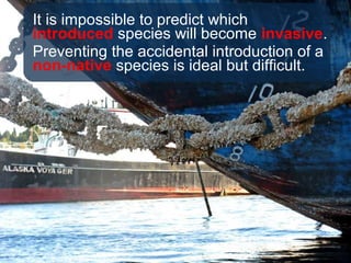 It is impossible to predict which
introduced species will become invasive.
Preventing the accidental introduction of a
non-native species is ideal but difficult.
 