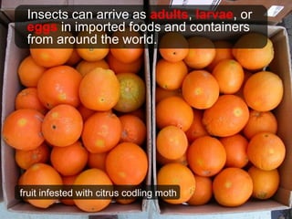 Insects can arrive as adults, larvae, or
eggs in imported foods and containers
from around the world.
fruit infested with citrus codling moth
 