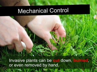 Mechanical ControlMechanical Control
Invasive plants can be cut down, burned,
or even removed by hand.
 