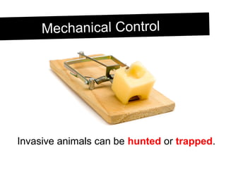 Mechanical ControlMechanical Control
Invasive animals can be hunted or trapped.
 