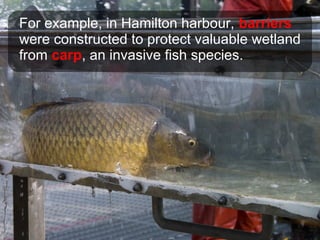 For example, in Hamilton harbour, barriers
were constructed to protect valuable wetland
from carp, an invasive fish species.
 