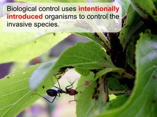 Biological control uses intentionally
introduced organisms to control the
invasive species.
 