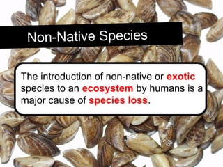 Non-Native SpeciesNon-Native Species
The introduction of non-native or exotic
species to an ecosystem by humans is a
major cause of species loss.
 