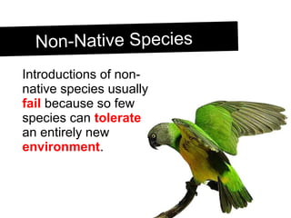 Non-Native SpeciesNon-Native Species
Introductions of non-
native species usually
fail because so few
species can tolerate
an entirely new
environment.
 
