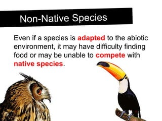 Non-Native SpeciesNon-Native Species
Even if a species is adapted to the abiotic
environment, it may have difficulty finding
food or may be unable to compete with
native species.
 