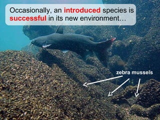 Occasionally, an introduced species is
successful in its new environment…
zebra mussels
 
