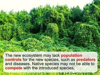 The new ecosystem may lack population
controls for the new species, such as predators
and diseases. Native species may not be able to
compete with the introduced species.
 