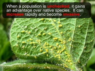 When a population is unchecked, it gains
an advantage over native species. It can
increase rapidly and become invasive.
 