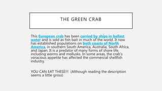 THE GREEN CRAB
This European crab has been carried by ships in ballast
water and is sold as fish bait in much of the world. It now
has established populations on both coasts of North
America, in southern South America, Australia, South Africa,
and Japan. It is a predator of many forms of shore life,
including worms and mollusks. In some areas, the crab’s
voracious appetite has affected the commercial shellfish
industry.
YOU CAN EAT THESE!!! (Although reading the description
seems a little gross)
 