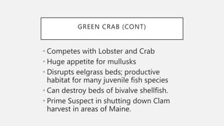 GREEN CRAB (CONT)
• Competes with Lobster and Crab
• Huge appetite for mullusks
• Disrupts eelgrass beds; productive
habitat for many juvenile fish species
• Can destroy beds of bivalve shellfish.
• Prime Suspect in shutting down Clam
harvest in areas of Maine.
 