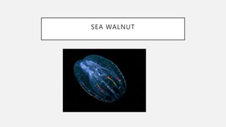 SEA WALNUT
 