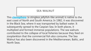 SEA WALNUT
This ctenophore (a stingless jellyfish-like animal) is native to the
east coast of North and South America. In 1982, it was discovered
in the Black Sea, where it was transported by ballast water. It
subsequently spread to the Caspian Sea. In both places, it
multiplied and formed immense populations. The sea walnuts
contributed to the collapse of local fisheries because they feed on
zooplankton that the commercial fish also consume. The Sea
Walnut has also been discovered in the Mediterranean, Baltic, and
North Seas.
 