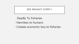SEA WALNUT (CONT.)
• Deadly To Fisheries
•Harmless to humans
•Creates economic loss to fisheries
 