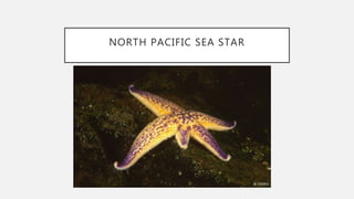 NORTH PACIFIC SEA STAR
 