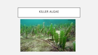 KILLER ALGAE
 
