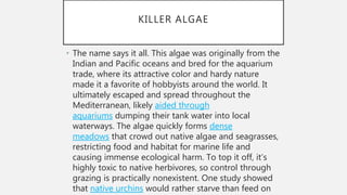 KILLER ALGAE
• The name says it all. This algae was originally from the
Indian and Pacific oceans and bred for the aquarium
trade, where its attractive color and hardy nature
made it a favorite of hobbyists around the world. It
ultimately escaped and spread throughout the
Mediterranean, likely aided through
aquariums dumping their tank water into local
waterways. The algae quickly forms dense
meadows that crowd out native algae and seagrasses,
restricting food and habitat for marine life and
causing immense ecological harm. To top it off, it’s
highly toxic to native herbivores, so control through
grazing is practically nonexistent. One study showed
that native urchins would rather starve than feed on
 