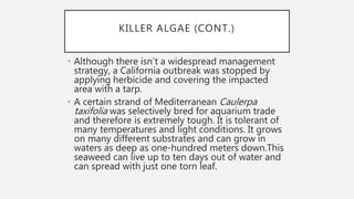 KILLER ALGAE (CONT.)
• Although there isn’t a widespread management
strategy, a California outbreak was stopped by
applying herbicide and covering the impacted
area with a tarp.
• A certain strand of Mediterranean Caulerpa
taxifolia was selectively bred for aquarium trade
and therefore is extremely tough. It is tolerant of
many temperatures and light conditions. It grows
on many different substrates and can grow in
waters as deep as one-hundred meters down.This
seaweed can live up to ten days out of water and
can spread with just one torn leaf.
 