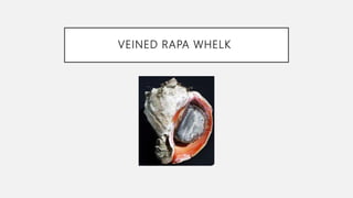 VEINED RAPA WHELK
 