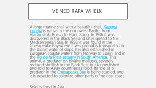 VEINED RAPA WHELK
A large marine snail with a beautiful shell, Rapana
venosa is native to the northwest Pacific, from
Vladivostok, Russia to Hong Kong. In 1946 it was
discovered in the Black Sea and later spread to the
Mediterranean Sea. In 1998, it was found in the
Chesapeake Bay where it was probably transported in
the ballast water of ships. It is also established in
European coastal waters from Norway to Spain, and in
the Rio de la Plata estuary in South America. This
animal, a predator on bivalve mollusks, severely
reduced shellfish in the Black Sea, but is now fished
and sold to Asian countries as food. Its role as a
predator in the Chesapeake Bay is being studied, and
it is expected to colonize other parts of the east coast.
 
