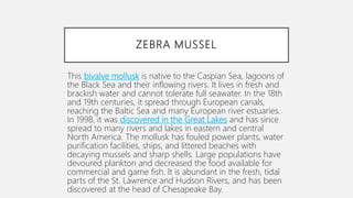 ZEBRA MUSSEL
This bivalve mollusk is native to the Caspian Sea, lagoons of
the Black Sea and their inflowing rivers. It lives in fresh and
brackish water and cannot tolerate full seawater. In the 18th
and 19th centuries, it spread through European canals,
reaching the Baltic Sea and many European river estuaries.
In 1998, it was discovered in the Great Lakes and has since
spread to many rivers and lakes in eastern and central
North America. The mollusk has fouled power plants, water
purification facilities, ships, and littered beaches with
decaying mussels and sharp shells. Large populations have
devoured plankton and decreased the food available for
commercial and game fish. It is abundant in the fresh, tidal
parts of the St. Lawrence and Hudson Rivers, and has been
discovered at the head of Chesapeake Bay.
 