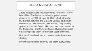 ZEBRA MUSSELS (CONT)
• Zebra mussels were first discovered in the U.S. in the
late 1980s. The first established population was
discovered in 1988 at Lake St. Clair, which straddles
the border between the U.S. and Canada and which
connects to Lake Erie and Lake Huron. They quickly
spread across the Great Lakes, and are now present in
the Mississippi and St. Croix Rivers. Human transport
has now spread them to the west coast of the U.S.
• Not much can be done, so prevention is the current
strategy
• Dive the great lakes and you see them everywhere.
 