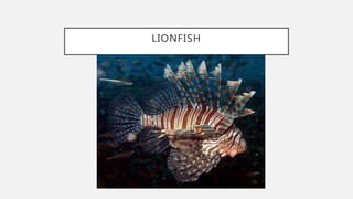 LIONFISH
 