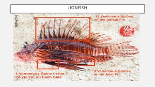 LIONFISH
 
