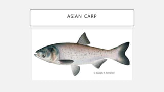 ASIAN CARP
 