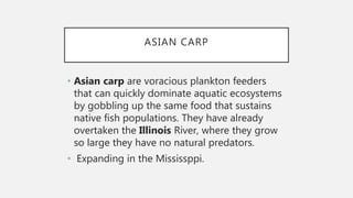 ASIAN CARP
• Asian carp are voracious plankton feeders
that can quickly dominate aquatic ecosystems
by gobbling up the same food that sustains
native fish populations. They have already
overtaken the Illinois River, where they grow
so large they have no natural predators.
• Expanding in the Mississppi.
 