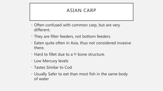 ASIAN CARP
• Often confused with common carp, but are very
different.
• They are filter feeders, not bottom feeders.
• Eaten quite often in Asia, thus not considered invasive
there.
• Hard to fillet due to a Y-bone structure.
• Low Mercury levels
• Tastes Similar to Cod
• Usually Safer to eat than most fish in the same body
of water
 
