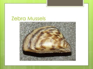 Zebra Mussels
 