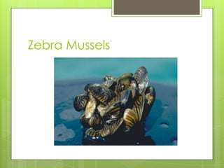 Zebra Mussels
 