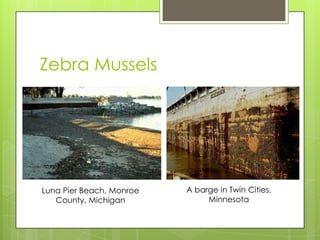 Zebra Mussels




Luna Pier Beach, Monroe   A barge in Twin Cities,
   County, Michigan            Minnesota
 
